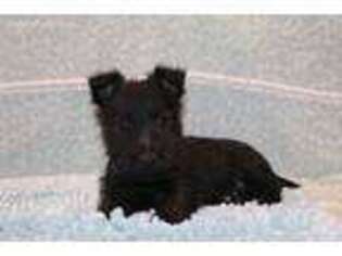 Scottish Terrier Puppy for sale in Goshen, IN, USA