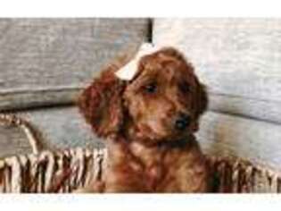 Goldendoodle Puppy for sale in Moab, UT, USA