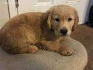 Mutt Puppy for sale in Big Bear City, CA, USA