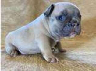 French Bulldog Puppy for sale in Somers, MT, USA