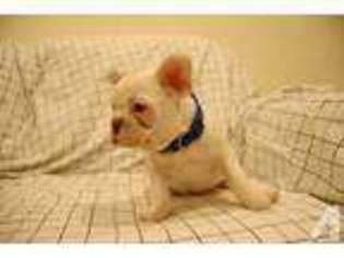 French Bulldog Puppy for sale in REDONDO BEACH, CA, USA