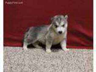 Alaskan Malamute Puppy for sale in Grovespring, MO, USA