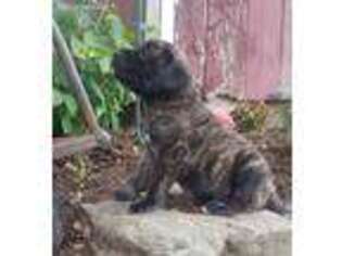 Mastiff Puppy for sale in New Holland, PA, USA