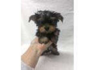 Yorkshire Terrier Puppy for sale in Cordell, OK, USA