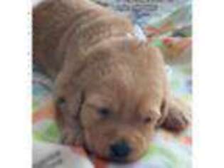 Labradoodle Puppy for sale in Sterling, VA, USA