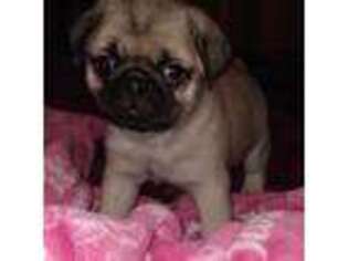 Pug Puppy for sale in Muldraugh, KY, USA