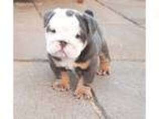 Bulldog Puppy for sale in Bentonville, AR, USA