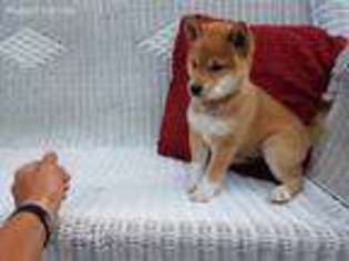 Shiba Inu Puppy for sale in Narvon, PA, USA