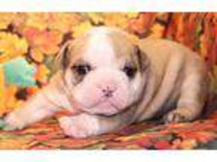 Bulldog Puppy for sale in Austin, CO, USA