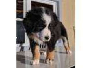 Australian Shepherd Puppy for sale in Fredericksburg, OH, USA