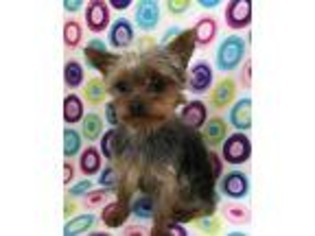 Yorkshire Terrier Puppy for sale in Peru, IL, USA