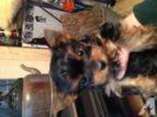 Boston Terrier Puppy for sale in CAMDEN, MI, USA