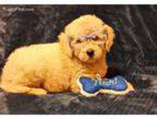 Goldendoodle Puppy for sale in El Dorado Hills, CA, USA