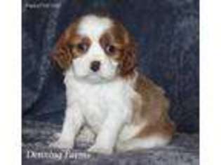 Cavalier King Charles Spaniel Puppy for sale in Houghton, IA, USA