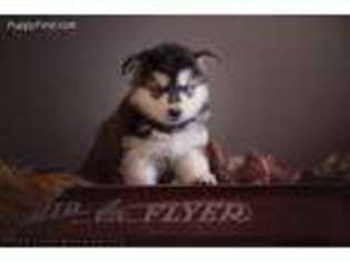 Alaskan Malamute Puppy for sale in Lancaster, SC, USA