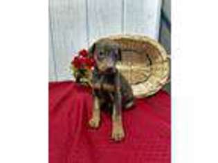 Doberman Pinscher Puppy for sale in Wolcottville, IN, USA