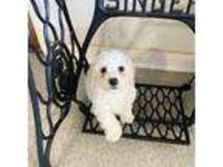 Bichon Frise Puppy for sale in Hartly, DE, USA