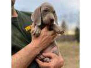 Weimaraner Puppy for sale in Enfield, NH, USA