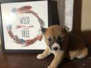 Shiba Inu Puppy for sale in Koshkonong, MO, USA