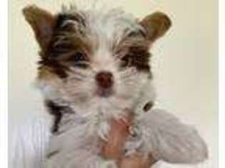 Yorkshire Terrier Puppy for sale in Del Valle, TX, USA
