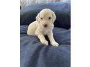 Goldendoodle Puppy for sale in Coventry, RI, USA