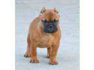 Miniature Bulldog Puppy for sale in Frederick, MD, USA