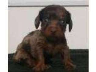 Dachshund Puppy for sale in Hartville, MO, USA