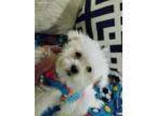 Maltese Puppy for sale in Kendall, WI, USA
