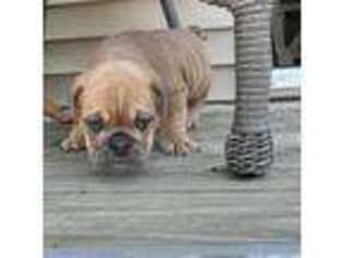 Bulldog Puppy for sale in Norwalk, IA, USA