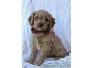 Cavapoo Puppy for sale in Brooklyn, NY, USA