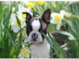 Boston Terrier Puppy for sale in Bellaire, OH, USA