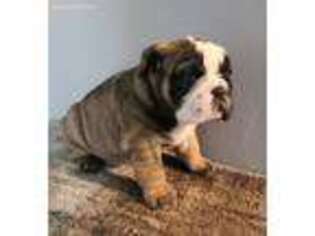 Medium Photo #1 Bulldog Puppy For Sale in Orange City, IA, USA