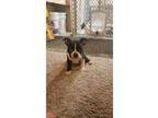 Boston Terrier Puppy for sale in Osceola, IN, USA