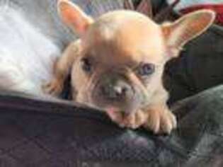 French Bulldog Puppy for sale in O Fallon, MO, USA