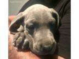 Great Dane Puppy for sale in Kaufman, TX, USA