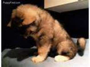 Alaskan Malamute Puppy for sale in Lehigh Acres, FL, USA