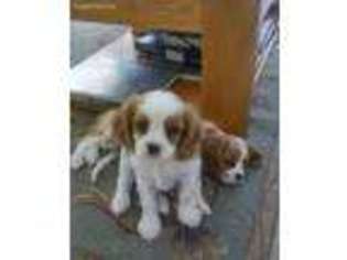 Cavalier King Charles Spaniel Puppy for sale in North Las Vegas, NV, USA