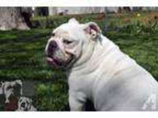 Bulldog Puppy for sale in AMES, KS, USA