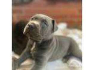 Cane Corso Puppy for sale in Massillon, OH, USA