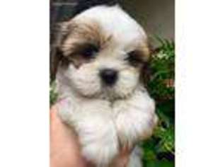 Lhasa Apso Puppy for sale in San Diego, CA, USA