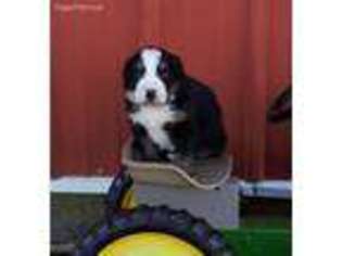 Bernese Mountain Dog Puppy for sale in Kokomo, IN, USA
