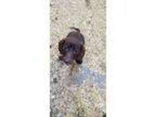 Dachshund Puppy for sale in Goochland, VA, USA