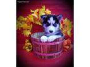 Siberian Husky Puppy for sale in East Meadow, NY, USA