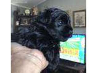 Mutt Puppy for sale in Vale, NC, USA