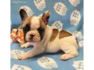 French Bulldog Puppy for sale in Marina Del Rey, CA, USA