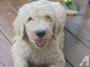 Labradoodle Puppy for sale in FREEPORT, PA, USA