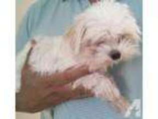 Maltese Puppy for sale in LIVERMORE, CA, USA