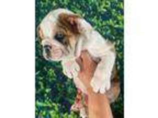 Bulldog Puppy for sale in Santa Clarita, CA, USA