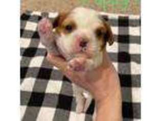 Cavalier King Charles Spaniel Puppy for sale in Follett, TX, USA