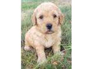 Goldendoodle Puppy for sale in Arthur, IL, USA